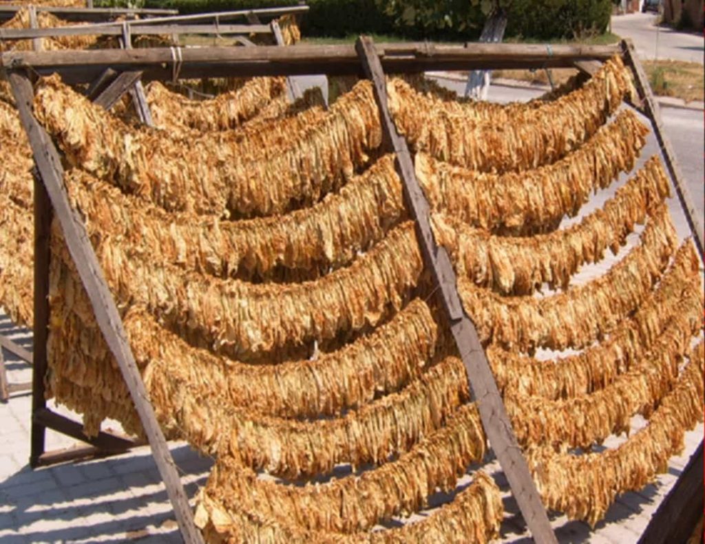 Tobacco drying process in a Turkish farm