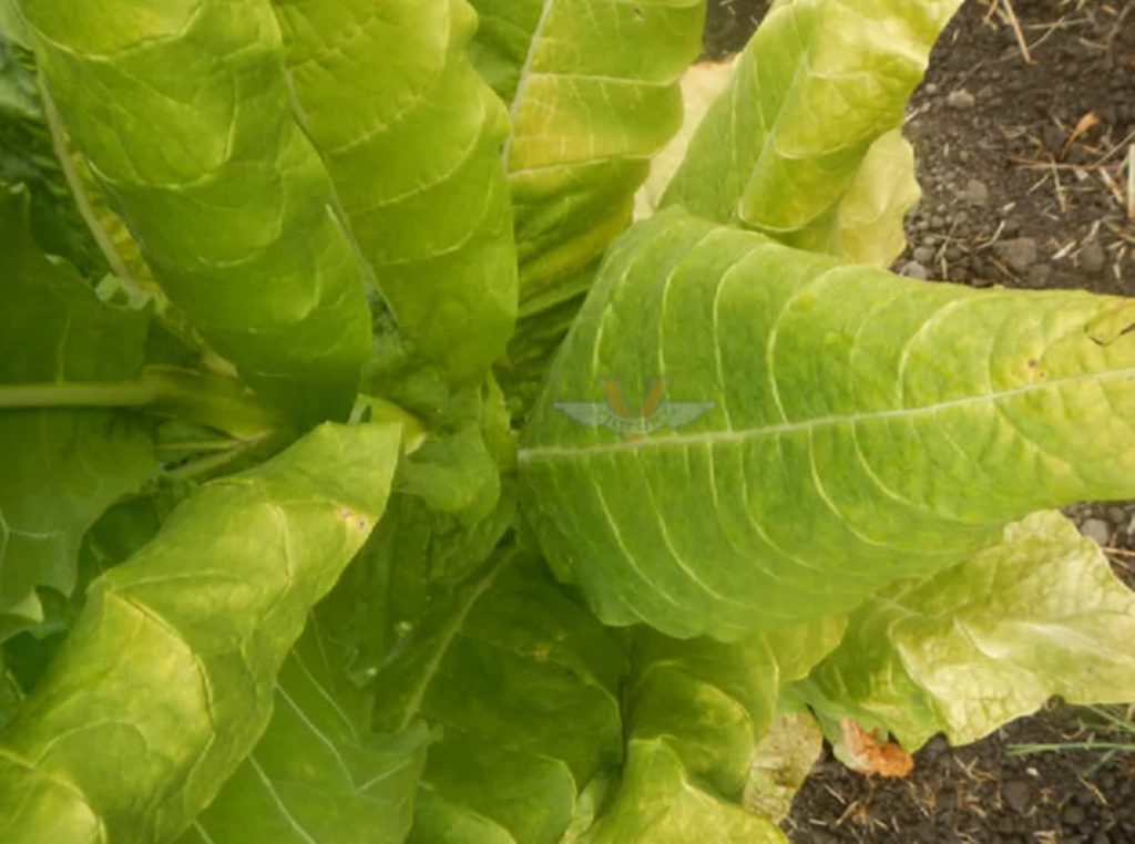 Close-up of high-quality Burley tobacco leaves